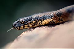 Vipernatter - Zum Vergroessern klicken!